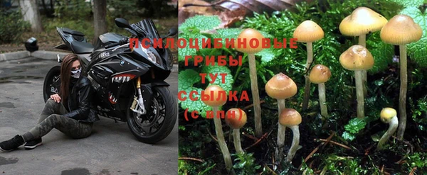 прущие грибы Волоколамск